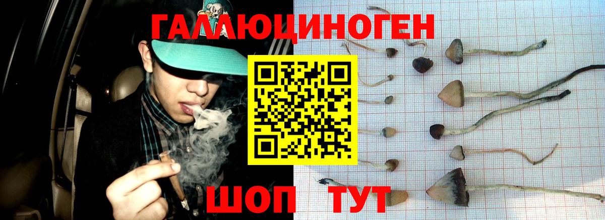Псилоцибиновые грибы Psilocybine cubensis  Вход с VPN  Ставрополь 